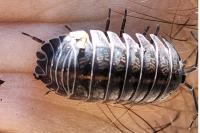 Armadillidium nasatum