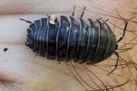 Armadillidium nasatum