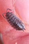 Porcellio scaber