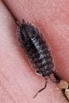 Porcellio scaber