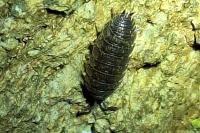 Porcellio scaber