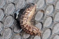 Armadillidium vulgare