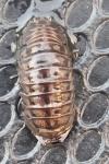 Armadillidium vulgare