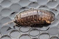 Armadillidium vulgare