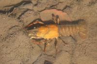 Pacifastacus leniusculus