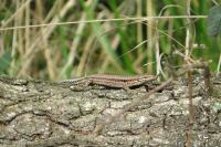 Podarcis muralis