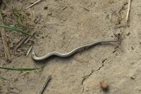 Anguis fragilis