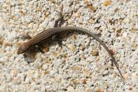 Podarcis muralis