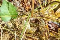 Lacerta bilineata