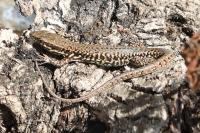 Podarcis muralis