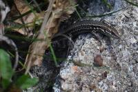 Podarcis muralis
