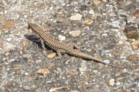 Podarcis muralis