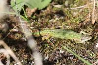 Lacerta bilineata