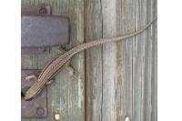 Podarcis muralis