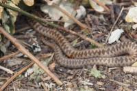 Vipera berus
