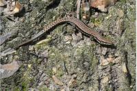 Podarcis muralis