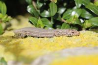 Podarcis muralis