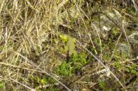 Lacerta bilineata