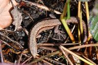 Zootoca vivipara