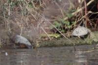 Trachemys scripta