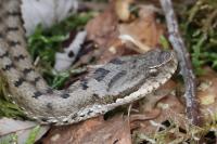 Vipera aspis