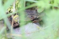 Vipera aspis