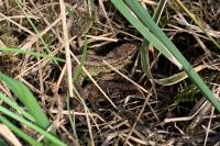 Lacerta agilis