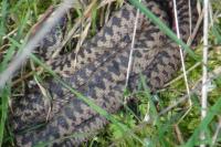 Vipera berus