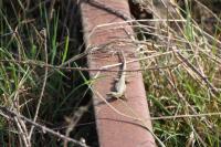 Podarcis muralis