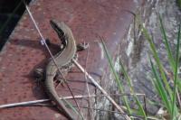 Podarcis muralis