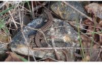 Podarcis muralis
