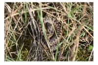Vipera berus