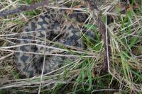 Vipera berus