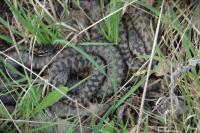 Vipera berus