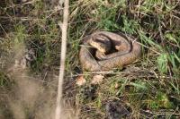 Vipera berus