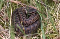 Vipera berus