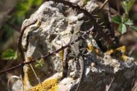 Podarcis muralis