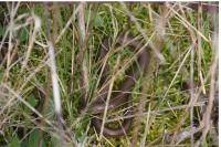Anguis fragilis