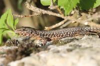 Podarcis muralis
