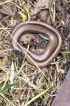 Anguis fragilis