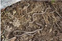 Anguis fragilis