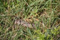 Vipera berus