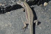 Podarcis muralis