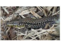 Podarcis muralis