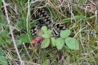 Vipera berus