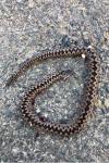 Vipera berus