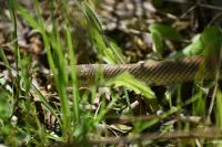 Zamenis longissimus