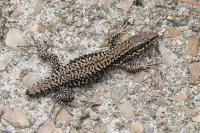 Podarcis muralis