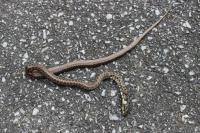 Zamenis longissimus