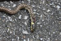 Zamenis longissimus